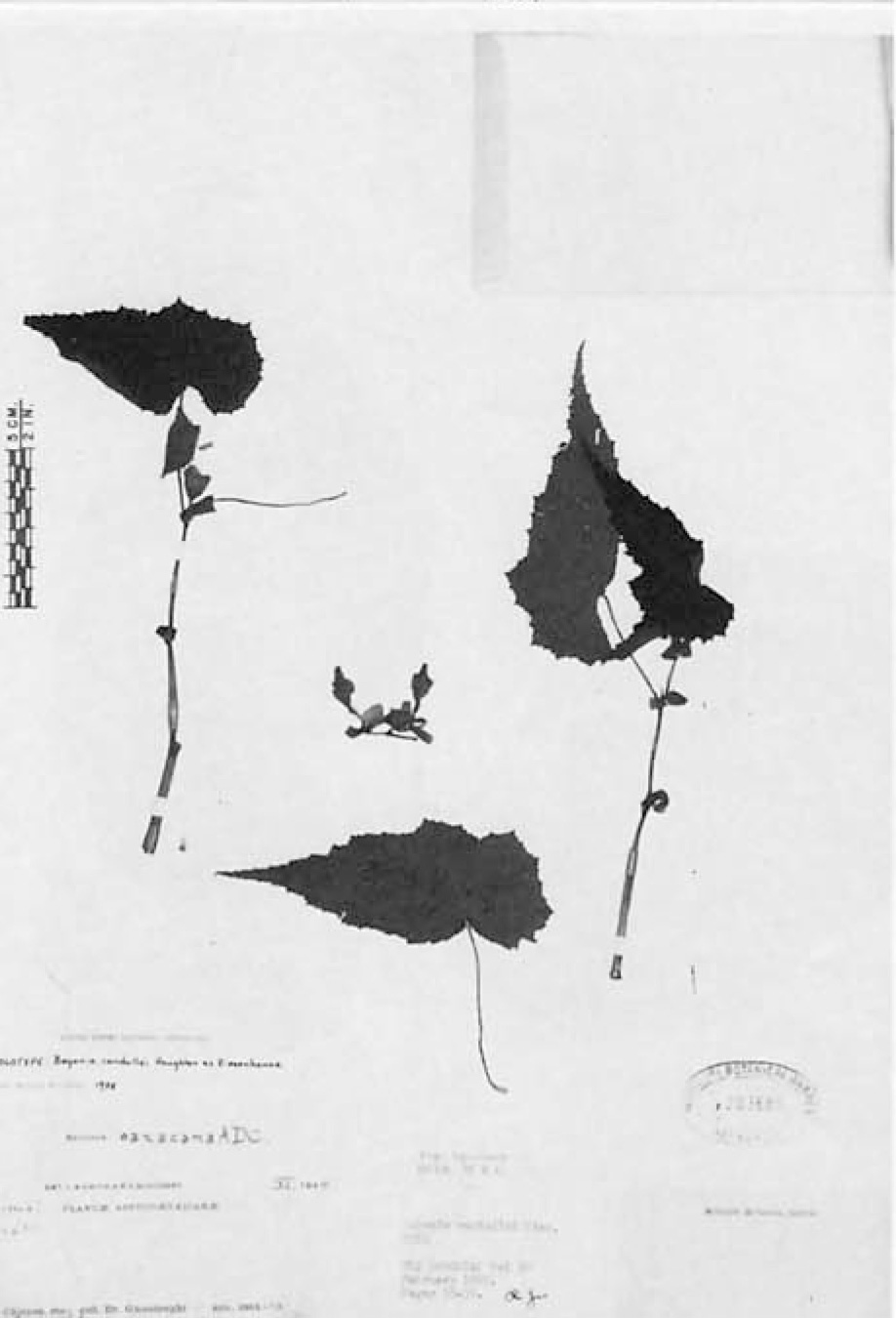 B. candollei